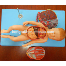 ISO Advanced Anatomical Modell des Fötus mit Viscus und Placenta, Fötus Modell